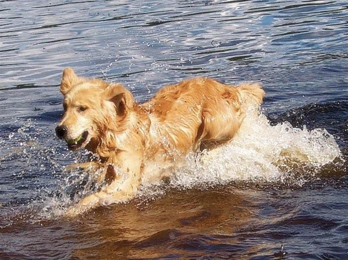 Buzz, CH Tangleloft Life of the Part OS