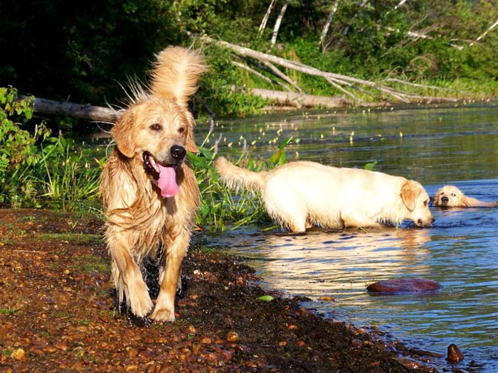 Buzz, CH Tangleloft Life of the Part OS