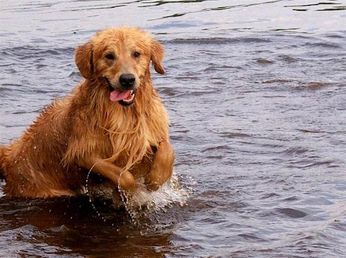 tangleloft golden retrievers