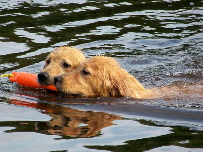 tangleloft golden retrievers