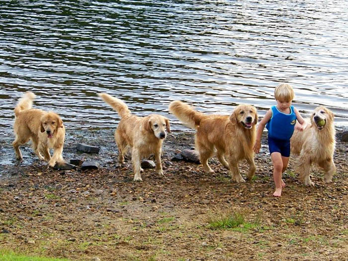 tangleloft golden retrievers