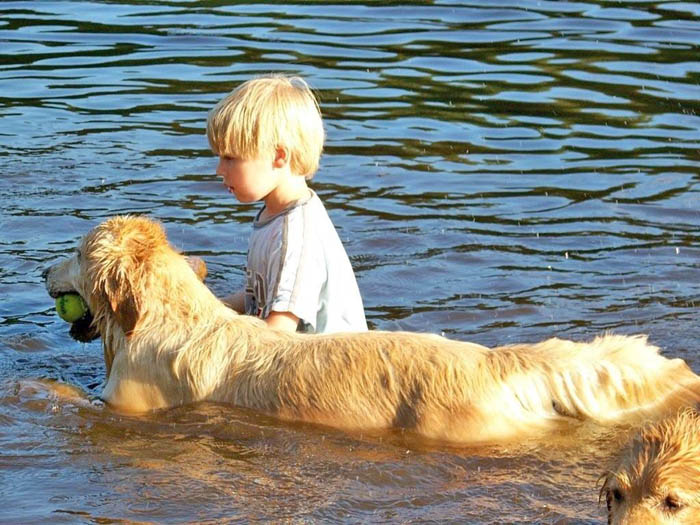 tangleloft golden retrievers